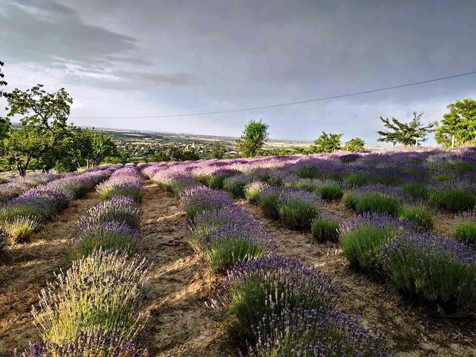 Nature szoba